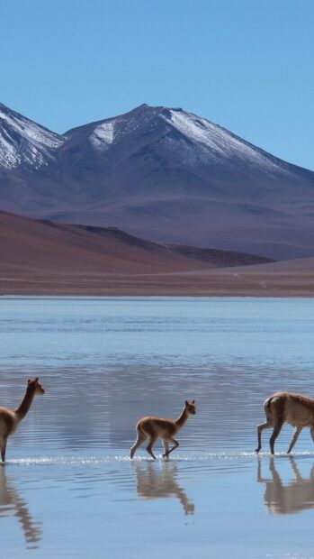 Three vicuñas walk calmly in shallow water with mountains in the background highlighting Bolivia Wallpapers, 2K Mobile Wallpaper