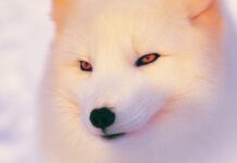 A close up of an arctic fox showing its detailed fur and amber eyes in the snowy environment, 4K Desktop Wallpaper