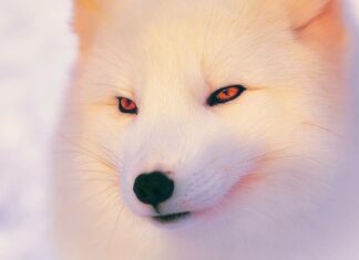 A close up of an arctic fox showing its detailed fur and amber eyes in the snowy environment, 4K Desktop Wallpaper