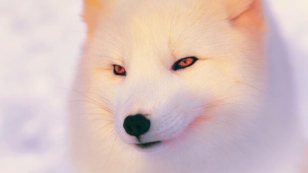 A close up of an arctic fox showing its detailed fur and amber eyes in the snowy environment, 4K Desktop Wallpaper