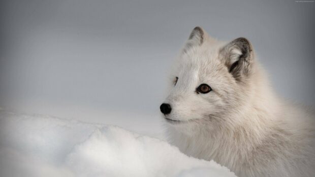 An arctic fox with white fur looks attentively over the snow in a cold environment, 4K Desktop Wallpaper