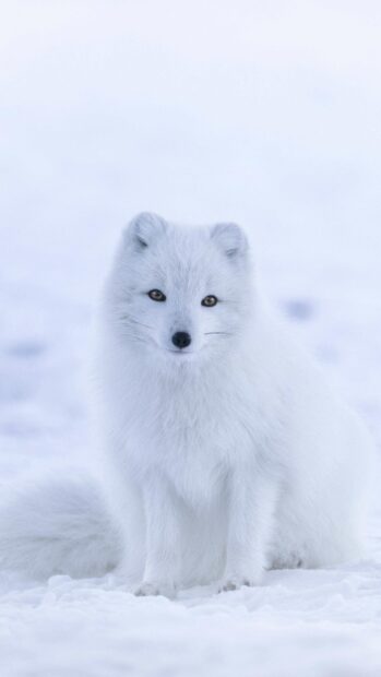 An arctic fox with white fur sits calmly on the snow in a peaceful arctic environment, 4K Phone Wallpaper