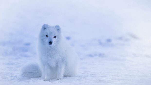 An Arctic fox sitting calmly on a snow covered field in the Arctic region, 4K Desktop Wallpaper