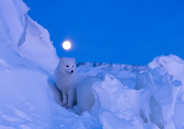 An arctic fox stands among snowdrifts with the full moon shining in the blue sky, HD Desktop Wallpaper
