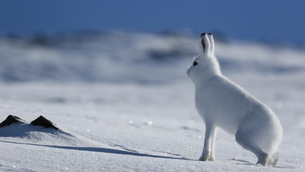 A white arctic hare stands alert on the snow under a clear blue sky, 4K Desktop Wallpaper