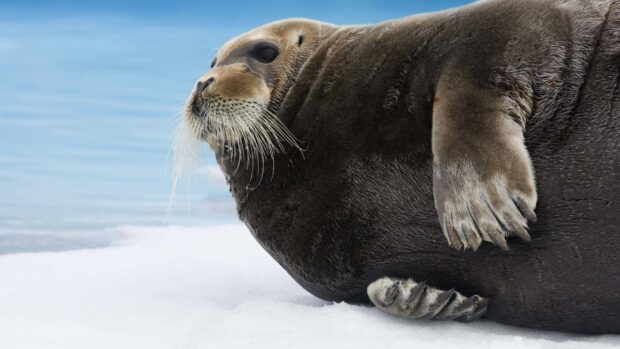 A close up of an Arctic seal lying on the snow near icy water, 4K Desktop Wallpaper