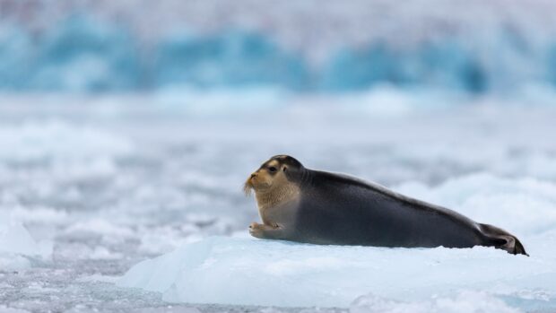 A calm Arctic seal is lying on a floating piece of ice in the frozen ocean, 4K Desktop Wallpaper