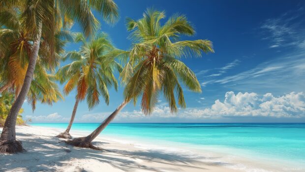 Beach palm tree backgrounds, golden sands and tall palm trees with a clear blue ocean providing a perfect escape.