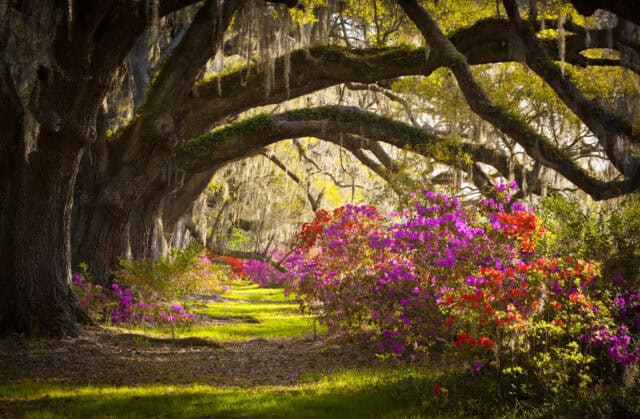 Beautiful Azalea Garden and Oak Trees South Carolina Wallpapers