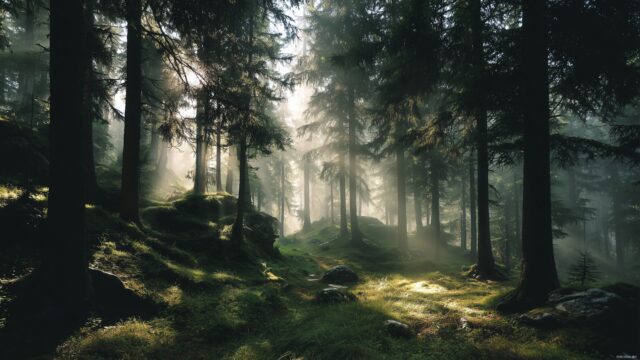Beautiful Best Quality Desktop Background, A Dreamy Forest Scene With Mist And Soft Light Filtering Through The Trees