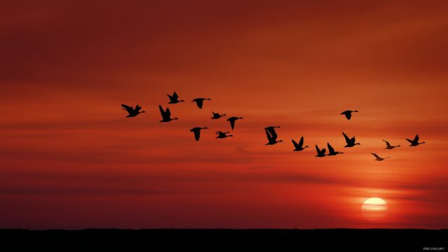 Birds Background Full HD, A Captivating Sunset Horizon Showcasing Silhouettes Of Birds In Flight, Perfect For Your PC Desktop