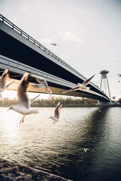 Seagulls are flying by the river under the bridge in Bratislava during sunset, HD Mobile Wallpaper