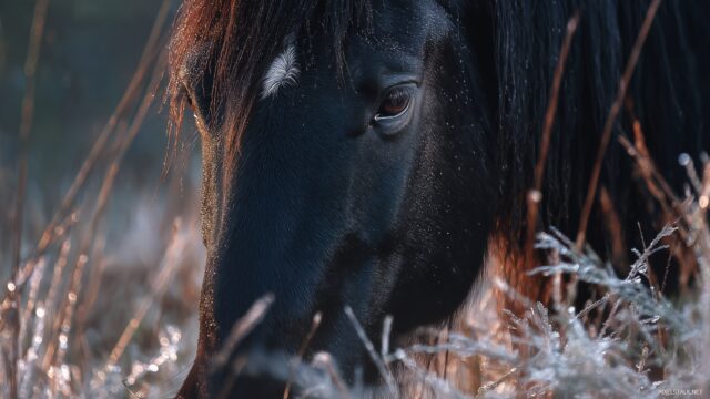 Black Horse Wallpaper High Quality, A Close Up Of A Black Horse Grazing, Dew Covered Grass Glistening In The Morning Light