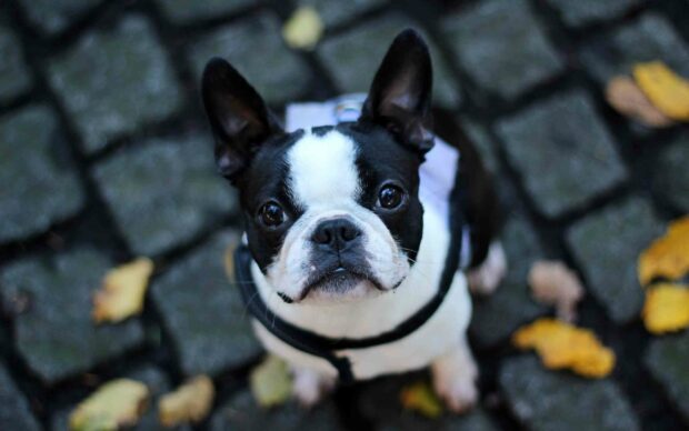 A close up of a black and white bulldog wearing a harness sitting on a stone pavement with scattered yellow leaves, 2K Mobile Wallpaper