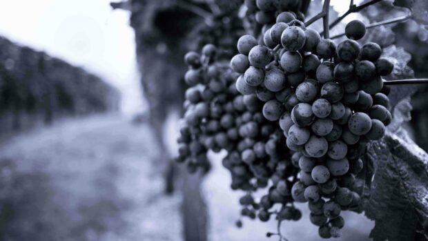 A close up view of grapes hanging on the vine in a vineyard, 4K Desktop Wallpaper
