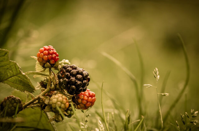 Blackberry Wallpapers Close Up Of Fresh Blackberries In Natural Green Background