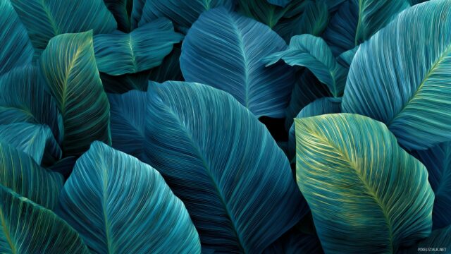 Blue Green Desktop Wallpaper Full HD, Lush Tropical Foliage In Shades Of Blue And Green, Delivering A Refreshing Feel In HD Quality