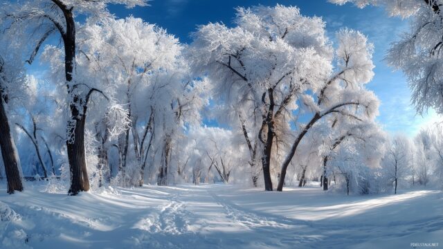 Blue Winter Wallpaper For Desktop, A Serene Landscape Of Snow Covered Trees Under A Clear Blue Sky With Soft Sunlight Filtering Through The Branches