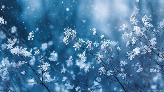 Blue Winter Wallpaper With Snowflakes, A Magical Close Up Of Delicate Snowflakes Drifting Down Over A Background Of Frosty Blue Branches
