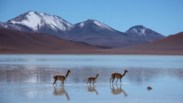 Three vicuñas walking through shallow water with snow capped mountains in the background in Bolivia, 2K Desktop Wallpaper