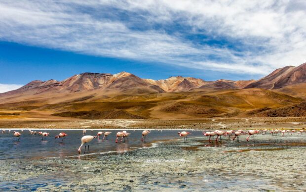 A group of flamingos wading in shallow water with mountains in the background under a blue sky, HD Desktop Wallpaper