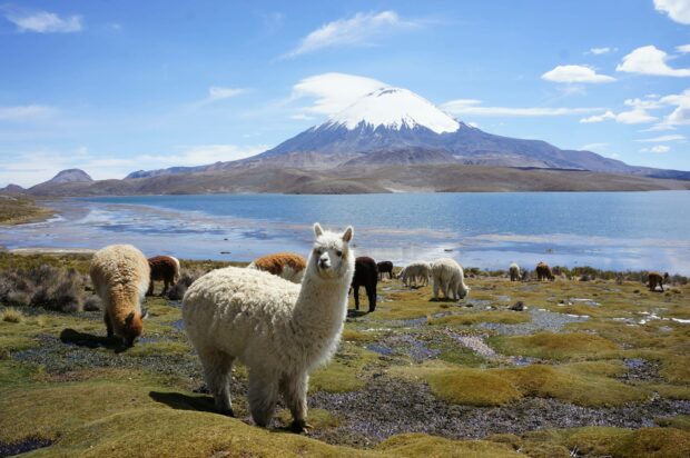 A group of Bolivian alpacas grazing on grass near a mountain and lake under a clear blue sky, 2K Desktop Wallpaper