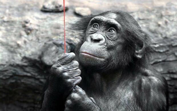 A bonobo is holding a red string while looking thoughtfully in a natural environment, HD Desktop Wallpaper