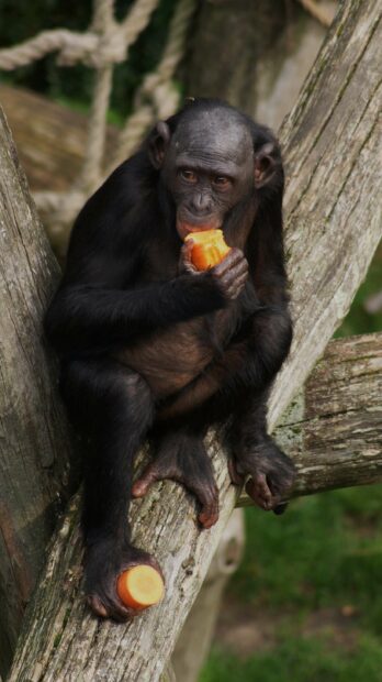 A bonobo holding and eating a carrot while sitting on a tree branch, 2K Mobile Wallpaper