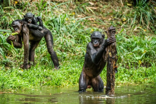 A group of bonobo primates near water in a green forest, HD Desktop Wallpaper