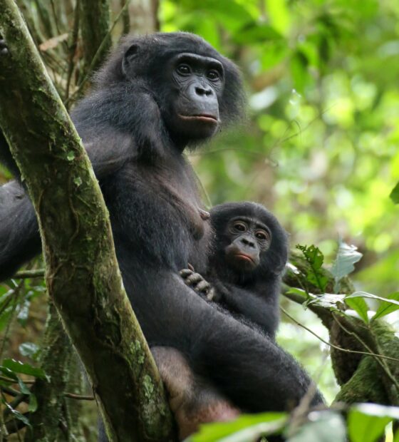 A mother bonobo is holding her baby in the lush green forest, HD Desktop Wallpaper