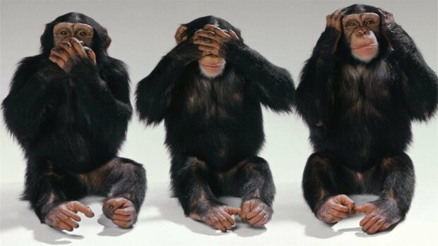 Three bonobo monkeys are demonstrating the see no evil gesture sitting side by side, HD Desktop Wallpaper