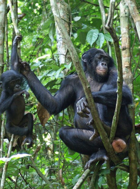 A pair of bonobos are sitting among dense green trees holding branches in a natural habitat, 2K Desktop Wallpaper