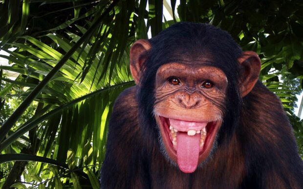 A bonobo is playfully sticking out its tongue among lush green leaves, 2K Desktop Wallpaper