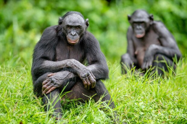 A bonobo is sitting calmly in the grass with another bonobo blurred in the background, HD Desktop Wallpaper