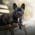 A brindle bulldog is calmly resting on a wooden park bench with a soft background, 2K Desktop Wallpaper