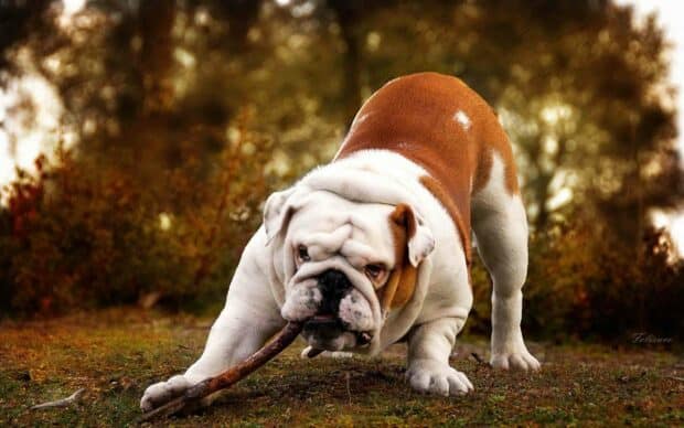 A bulldog is chewing a stick outdoors with a blurred natural background, 2K Desktop Wallpaper