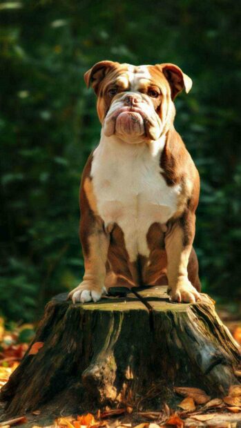 A brown and white bulldog sits on a tree stump surrounded by fallen leaves and greenery, HD Phone Wallpaper
