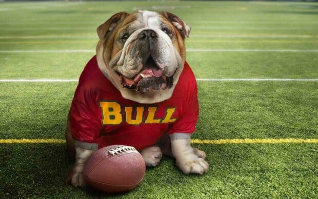 A bulldog wearing a red jersey sitting on a football field with a ball, HD Desktop Wallpaper