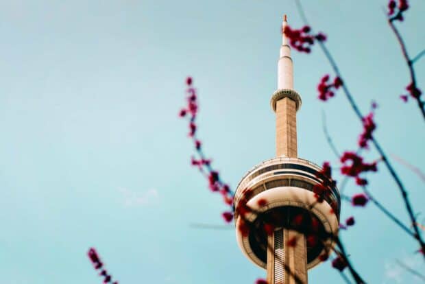 The CN Tower in Canada stands tall with blooming branches in the foreground, 2K Desktop Wallpaper