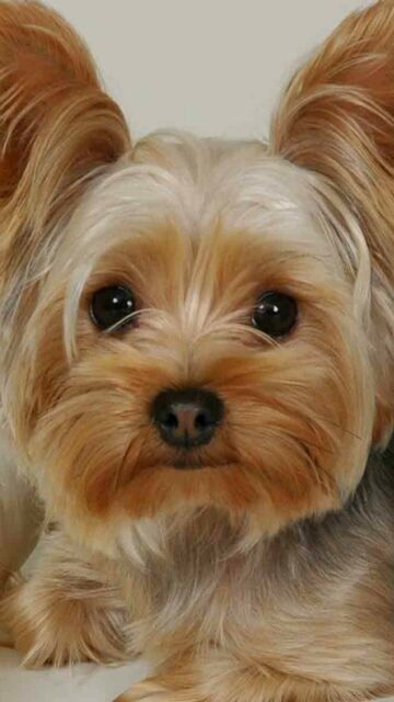 Close Up of Adorable Yorkshire Terrier Puppy for Yorkshire Terrier Wallpapers