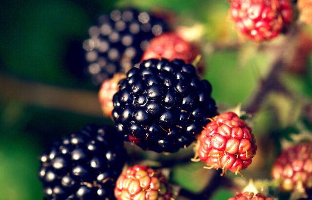 Close Up Of Fresh Blackberries Natural Blackberry Wallpapers Background