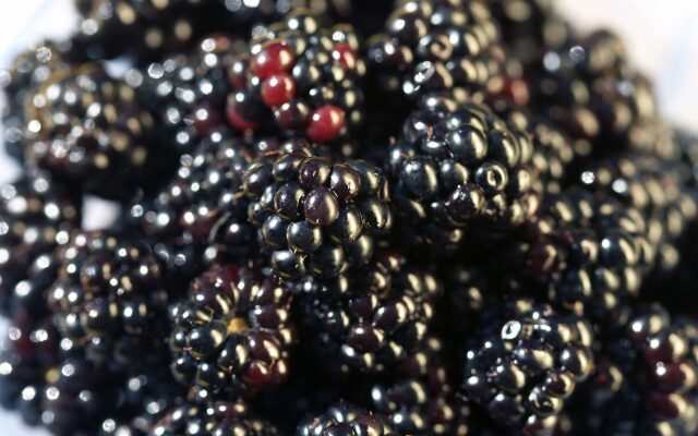Close Up Of Fresh Blackberries For Stunning Blackberry Wallpapers Background