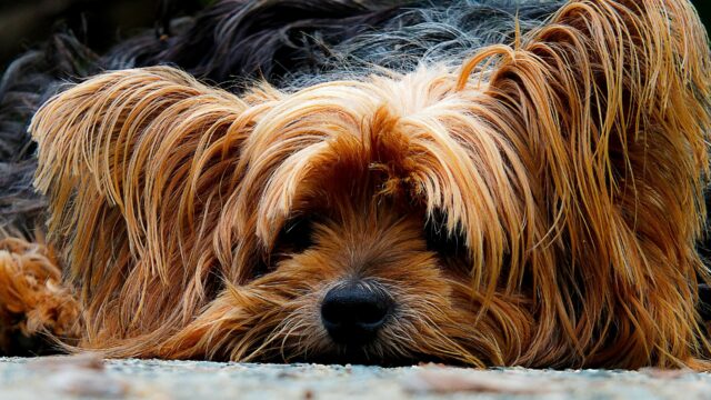 Close Up of Relaxed Yorkshire Terrier Lying Down Perfect for Yorkshire Terrier Wallpapers