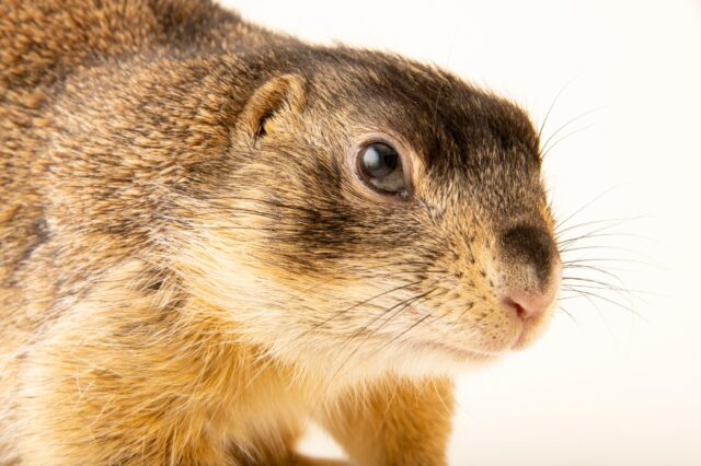 Close Up of Utah Prairie Dog Face High Quality Wallpapers