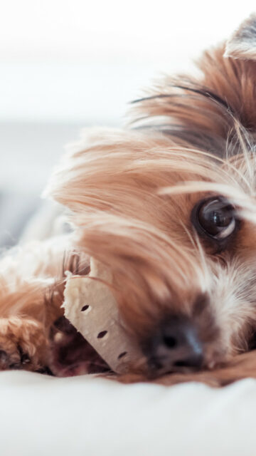 Close Up of Yorkshire Terrier Chewing Bone Soft Focus Wallpaper