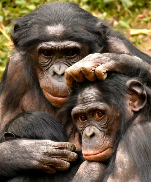 Two bonobos showing affection in natural habitat, HD Mobile Wallpaper