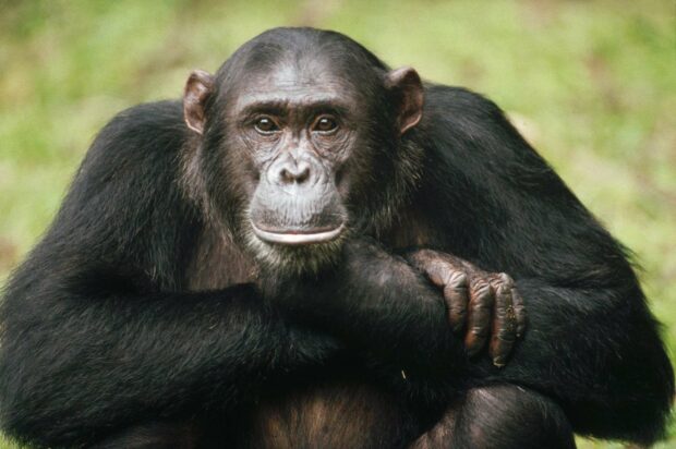 A bonobo resting with its arm folded while looking ahead in a natural environment, HD Desktop Wallpaper