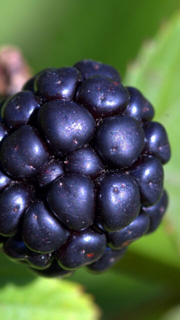 Close Up Of Fresh Blackberry On Green Background For Blackberry Wallpapers