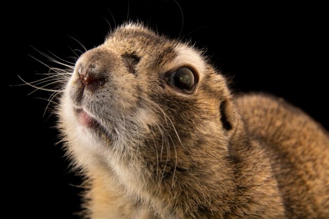 Close up of Utah Prairie Dog with dark background perfect for wallpapers