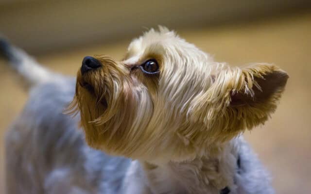Close up of Yorkshire Terrier looking up for cute wallpapers